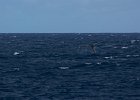 WhaleWatching 012